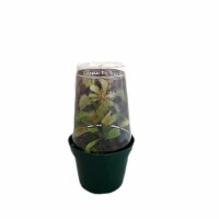 Potted Venus Fly Trap Perspective: Main