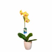 Bloom Haus Phalaenopsis Live Potted Orchids