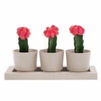 Bloem 7004423 4 in. Trio Flight Resin Planter, Pebble Stone - Pack of 4