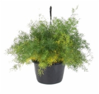 Flora Fern Asparagus