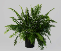 Flora Fern Mach Plant
