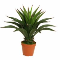 NorthLight 23.5 in. Decorative Potted Artificial Green Agave Americana Succulent Plant