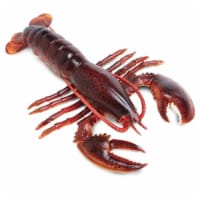 Safari Ltd®  Maine Lobster, Toy Figurine