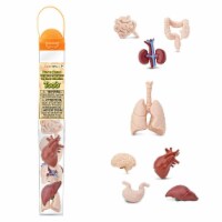 Human Organs TOOB