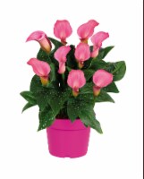 Holland Calla Lily Bulb Grow Kit Perspective: Main