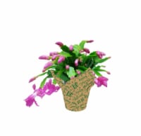 Fresh Holiday Zygo Christmas Cactus in 6 inch Container