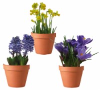 Red Oak Greenhouse Spring Assorted Bulbs in Clay Pot Perspective: Main
