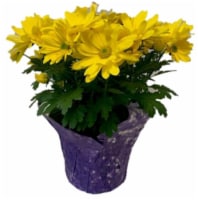 Mums Assorted Potted Plant Perspective: Main