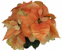 Autumn Beauty Painted Poinsettia