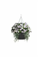 Fresh Blooming White Flowers in Hanging Basket - 12 inch container Perspective: Main