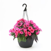Fresh Live Petunias Flowers in 12 inch Hanging Basket Perspective: Main