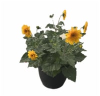 Fresh Live Sunfinity® Sunflower Plant in Pot Perspective: Main