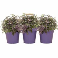 Houston International Trading 8333E V Enameled Galvanized Triple Planter with Wood Handle for