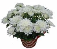 Memorial Day Mums