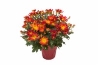 Fall Fresh Mum Plant in 6 inch container Perspective: Main