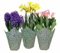 Bulbs in Wrap - Assorted Perspective: Main