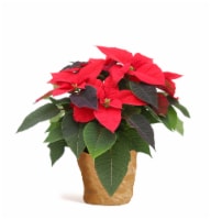 Fresh Red Holiday Poinsettia Plant