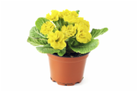 Primrose Potted Plants Perspective: Main