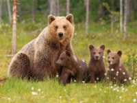 Crystal Art Gallery Wall Decor - Bear Family Perspective: Main