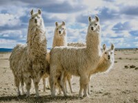 Crystal Art Gallery Wall Decor - Llama Herd Perspective: Main