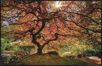Crystal Art Gallery Red Tree Wall Decor
