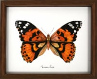 Framed Scientific Fauna Art