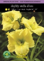Stella D'Oro Daylily Seeds Perspective: Main