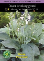 Hosta Drinking Gourd Bulb Sets Perspective: Main