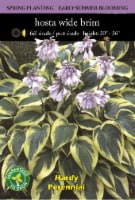 Hosta Wide Brim Bulb Sets Perspective: Main