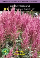Astilbe Rheinland Bulbs Perspective: Main