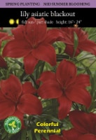 Asiatic Lily Blackout Seeds Perspective: Main