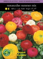 Ranunculus Mix Seeds Perspective: Main