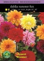 Dahlia Mixed Bulbs Perspective: Main