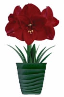 Amaryllis Ferrari Bulbs Perspective: Main
