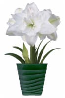 Amaryllis Marquis Bulbs Perspective: Main