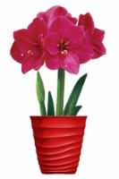 Amaryllis Ice Pink Bulbs Perspective: Main
