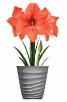 Amaryllis Desire Bulbs Perspective: Main