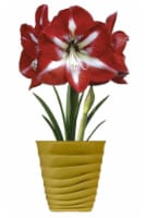 Amaryllis Stargazer Bulbs Perspective: Main