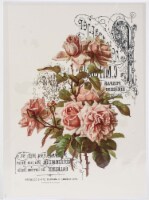 Dress My Craft Transfer Me Sheet A4-Peach Roses
