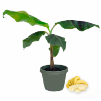 Live Banana Tree - Exotic Fruit Plant - 1-2 FT - Ships in Grow Pot