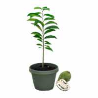 Live Soursop (Guanabana) Tree - Exotic Fruit Plant - 1-2 FT - Ships in Grow Pot