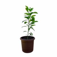 Premium Live Citrus Orange Plant Perfect Indoor or Outdoor Growing - 2-3 FT, Ships In Planter