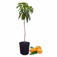 Live Mango Tree - Premium Tropical Palmer Mango Fruit Plant - 2-3 FT, Ships In Planter