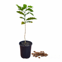Live Arabica Coffee Tree - Exotic Fruit Plant - 1-2 FT - Ships in Planter