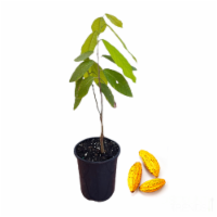 Live Cacao Tree - Exotic Fruit Chocolate Plant - 1-2 FT - Ships in Grow Pot