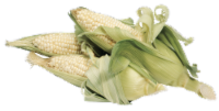 White Corn