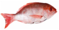 Whole Dressed Snapper
