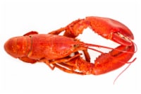 Whole Cooked Lobster
