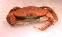 Whole Crab