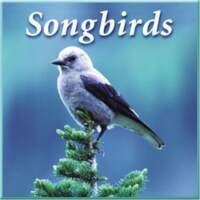 Naturescapes Music NS022 Songbirds Audio CD